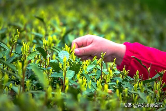 中国紫砂南有宜兴北有喀左，让茶香芬芳四溢，让艺术绽放光芒